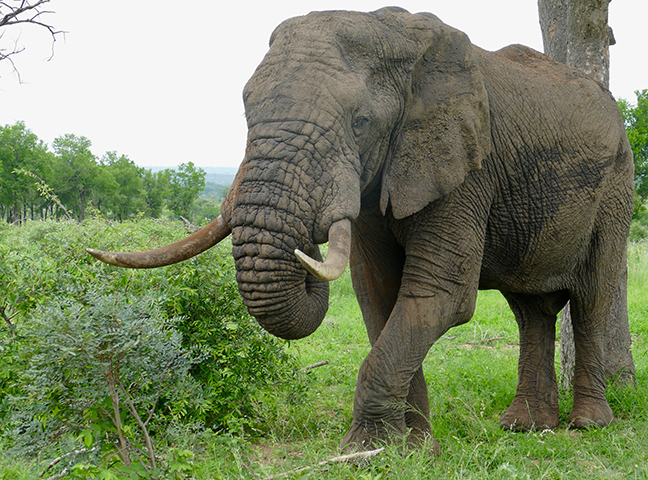African Elephant