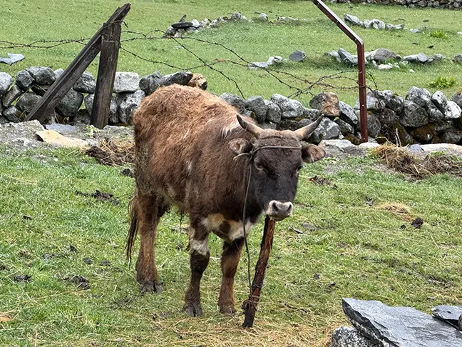 A yak that reminded the Dixons of Graeme