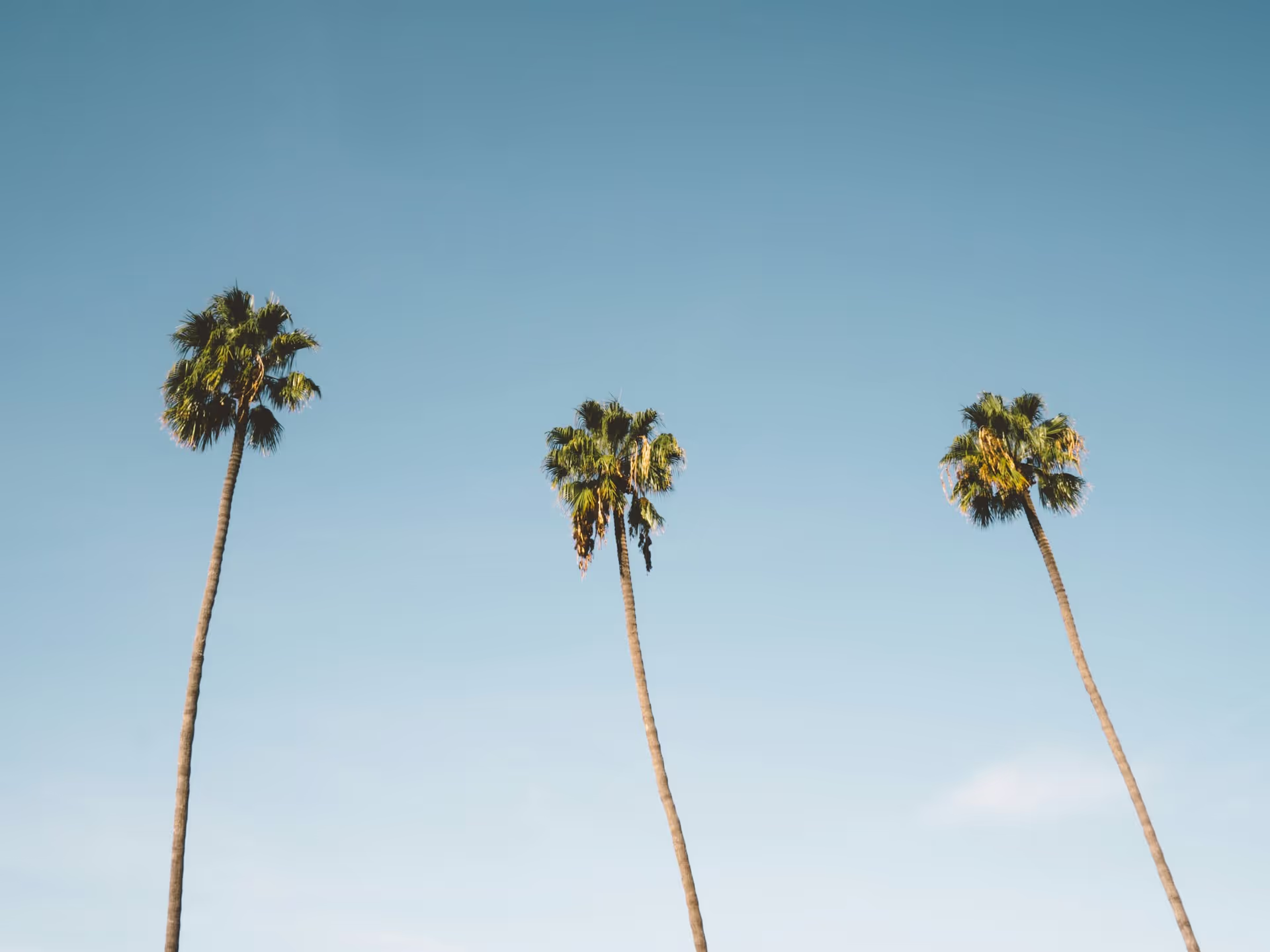 Bali Palm Trees