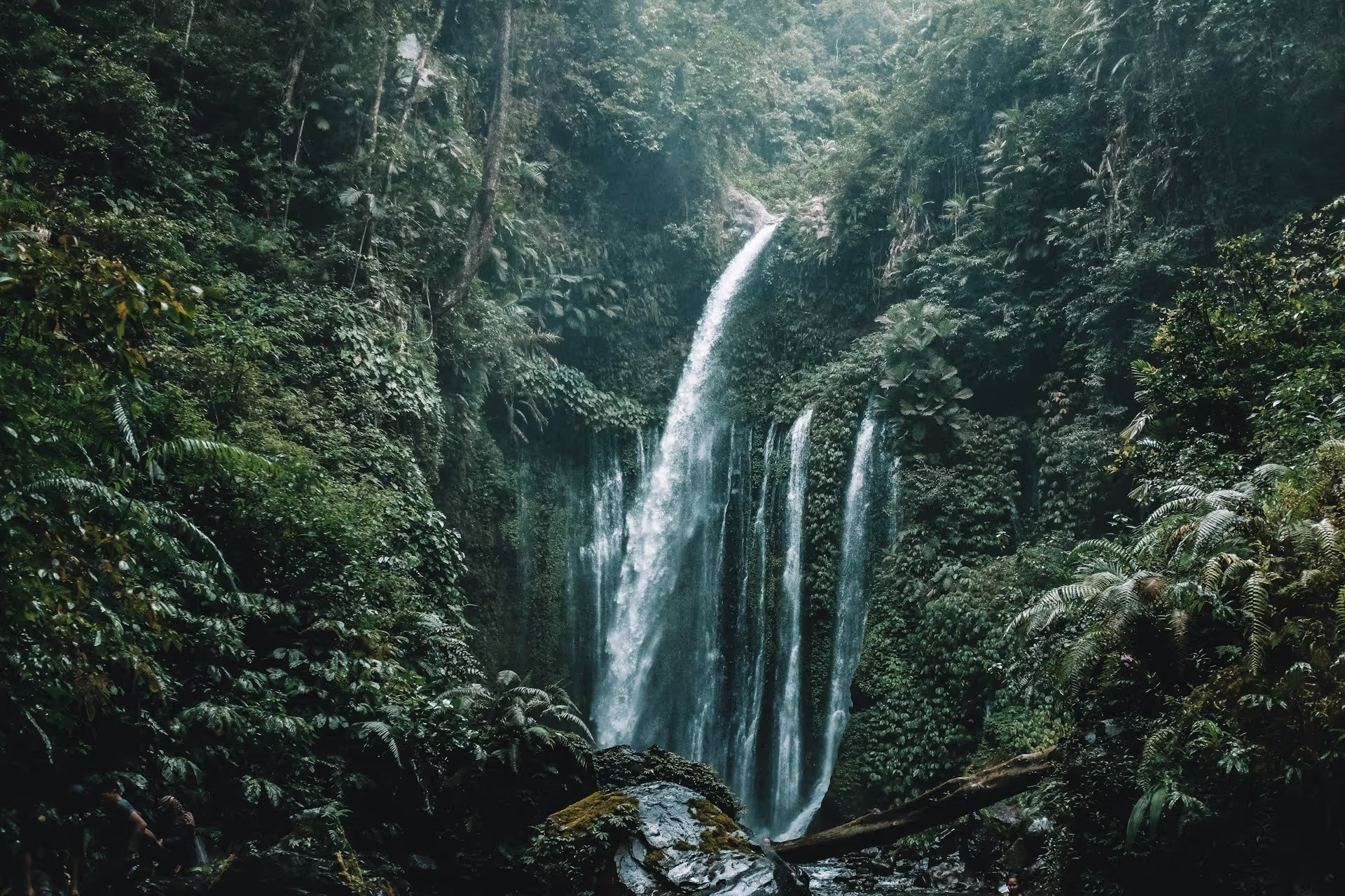 Jungle Tours