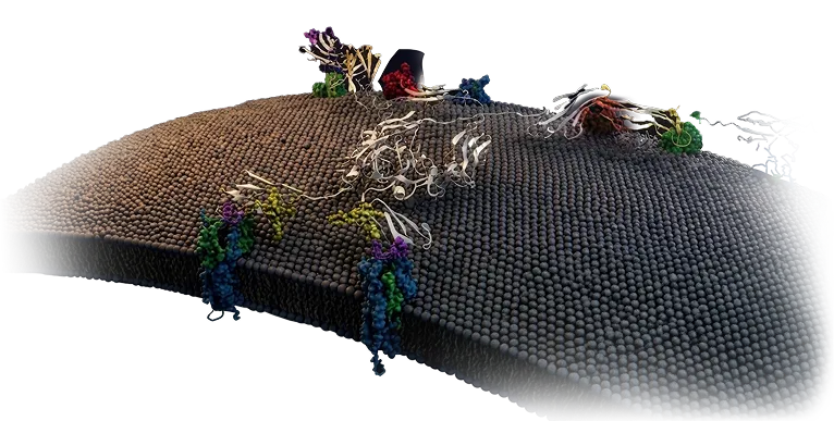 3D molecular model of a cell membrane with proteins embedded and attached on its surface.