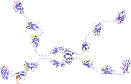 3D molecular structure of a multispecific antibody with distinct colored regions representing different binding sites.