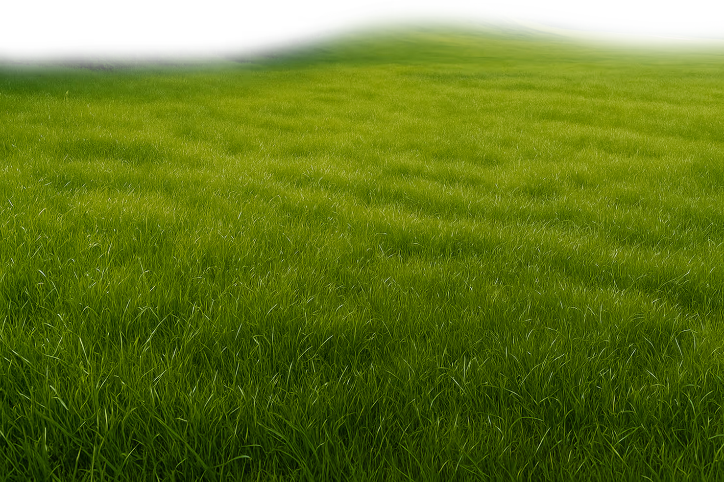 Lush green grass field with a distant line of trees and a gently rolling hill under natural light.