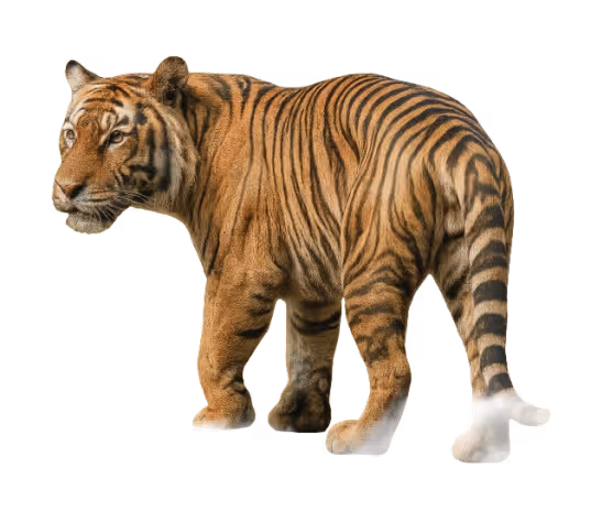 Tiger with an unusual paw resembling a human foot.
