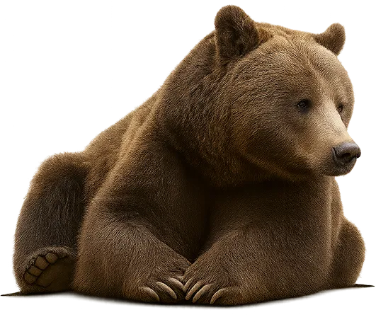 Brown bear sitting on the ground with front paws crossed and looking to the side.