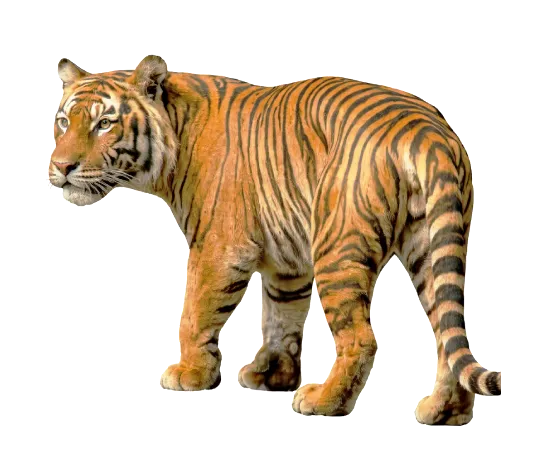 Adult tiger standing with its head turned slightly to the left.