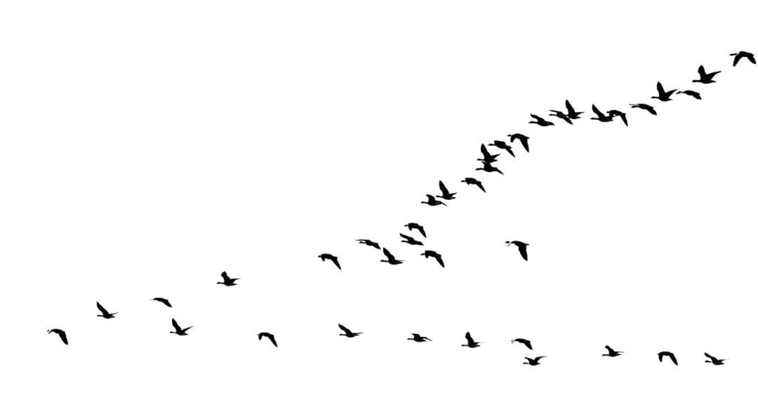 Silhouettes of birds flying in a scattered V formation against a transparent background.