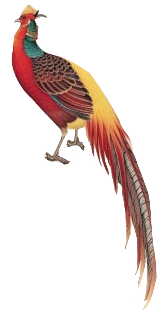 Colorful bird with red, yellow, and green feathers and long flowing tail feathers.