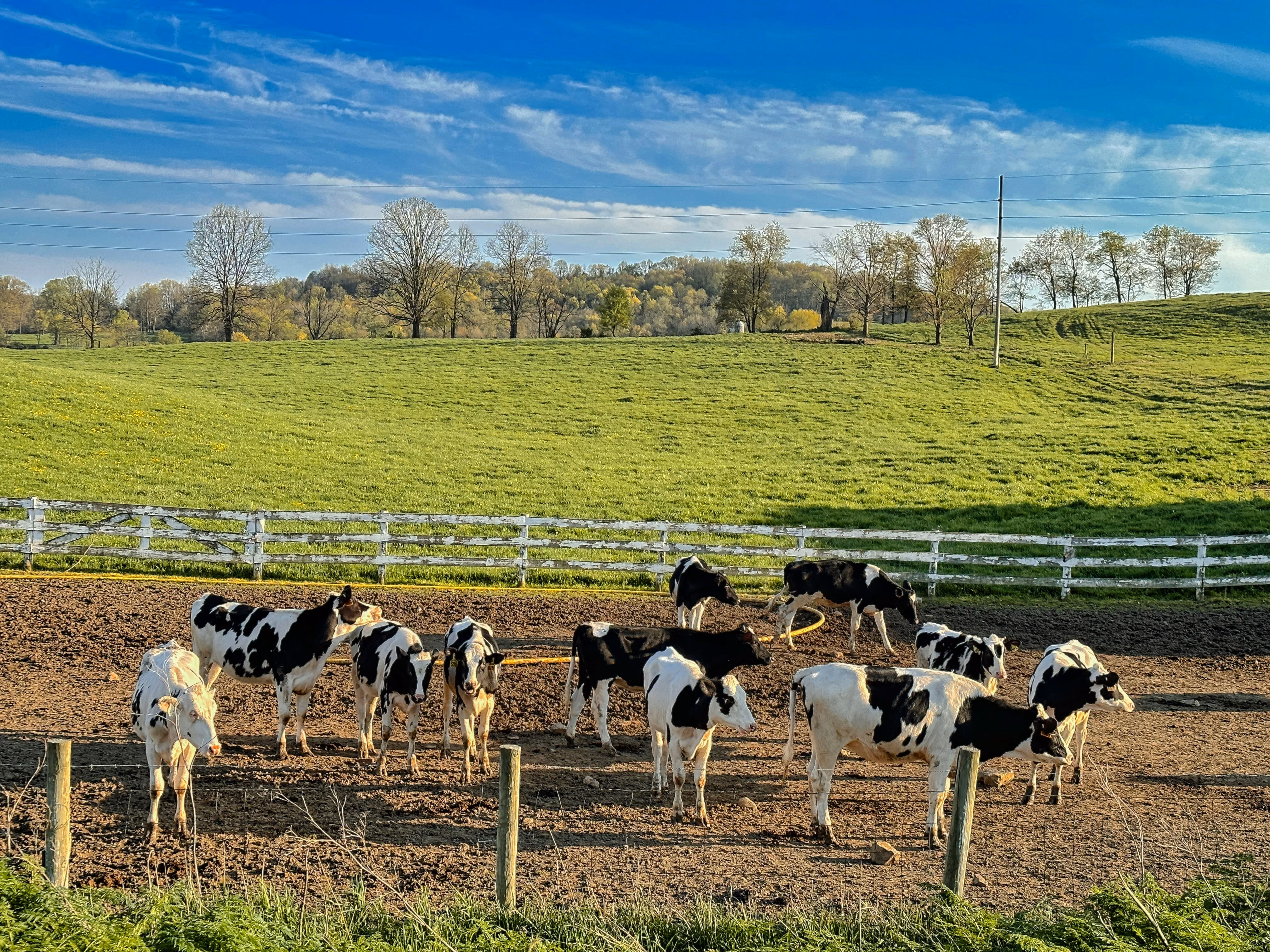 cows on a farm