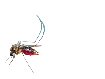 Close-up of a mosquito with a red abdomen on a black background.