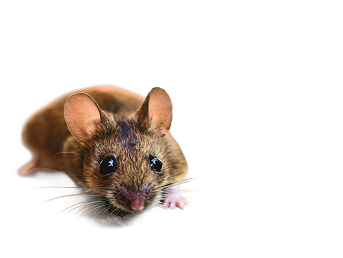 Close-up of a brown mouse with large ears and whiskers on a transparent background.