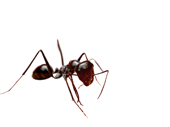 Close-up of a shiny red ant on a black background.