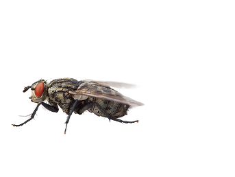 Fly Control