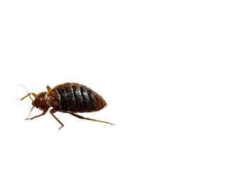 Bed bug Control