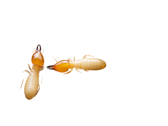 Termite Control