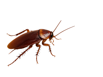 Cockroach Control