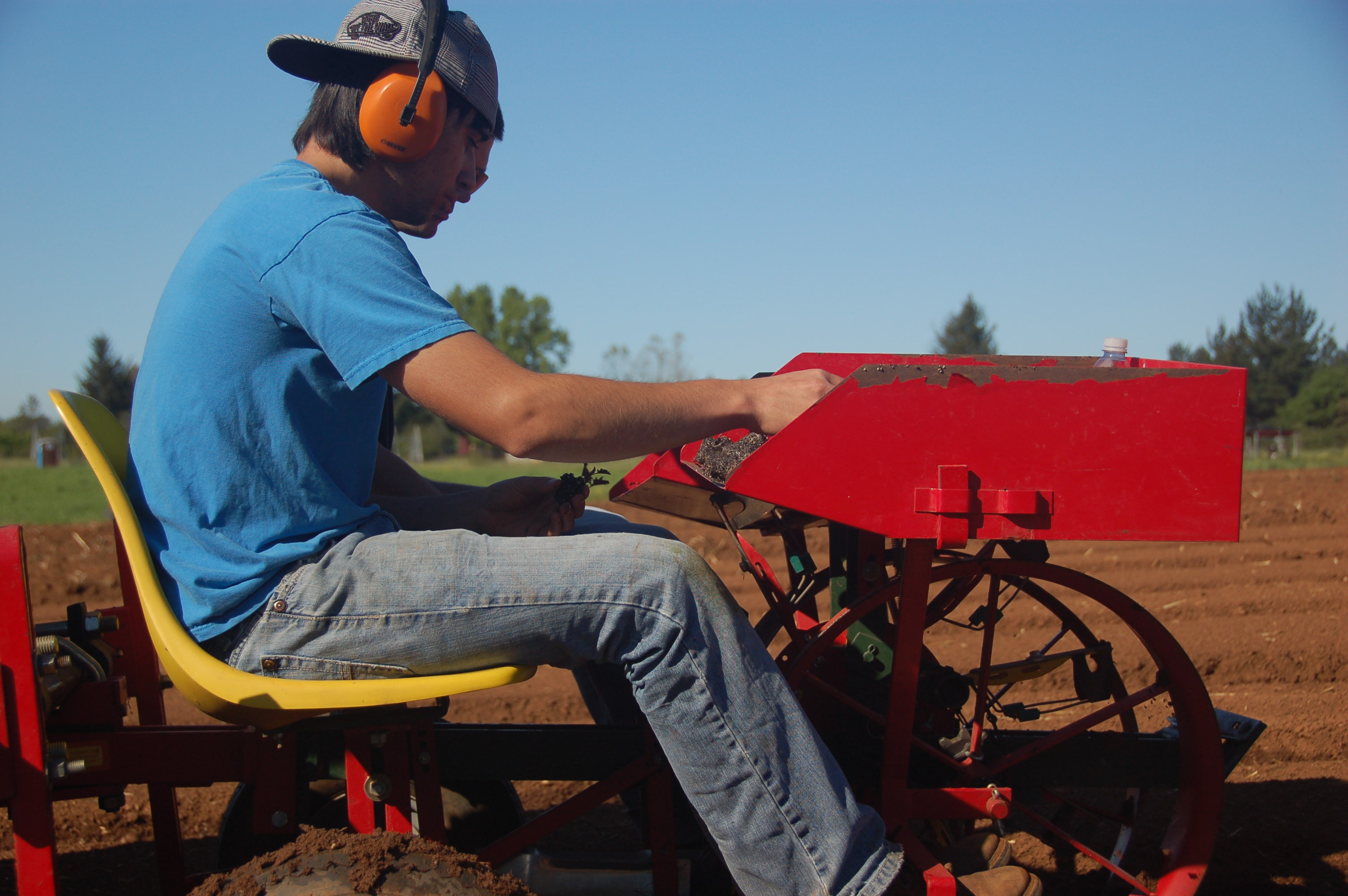 Students transplanting crops in raised beds at SRJC Shone Farm