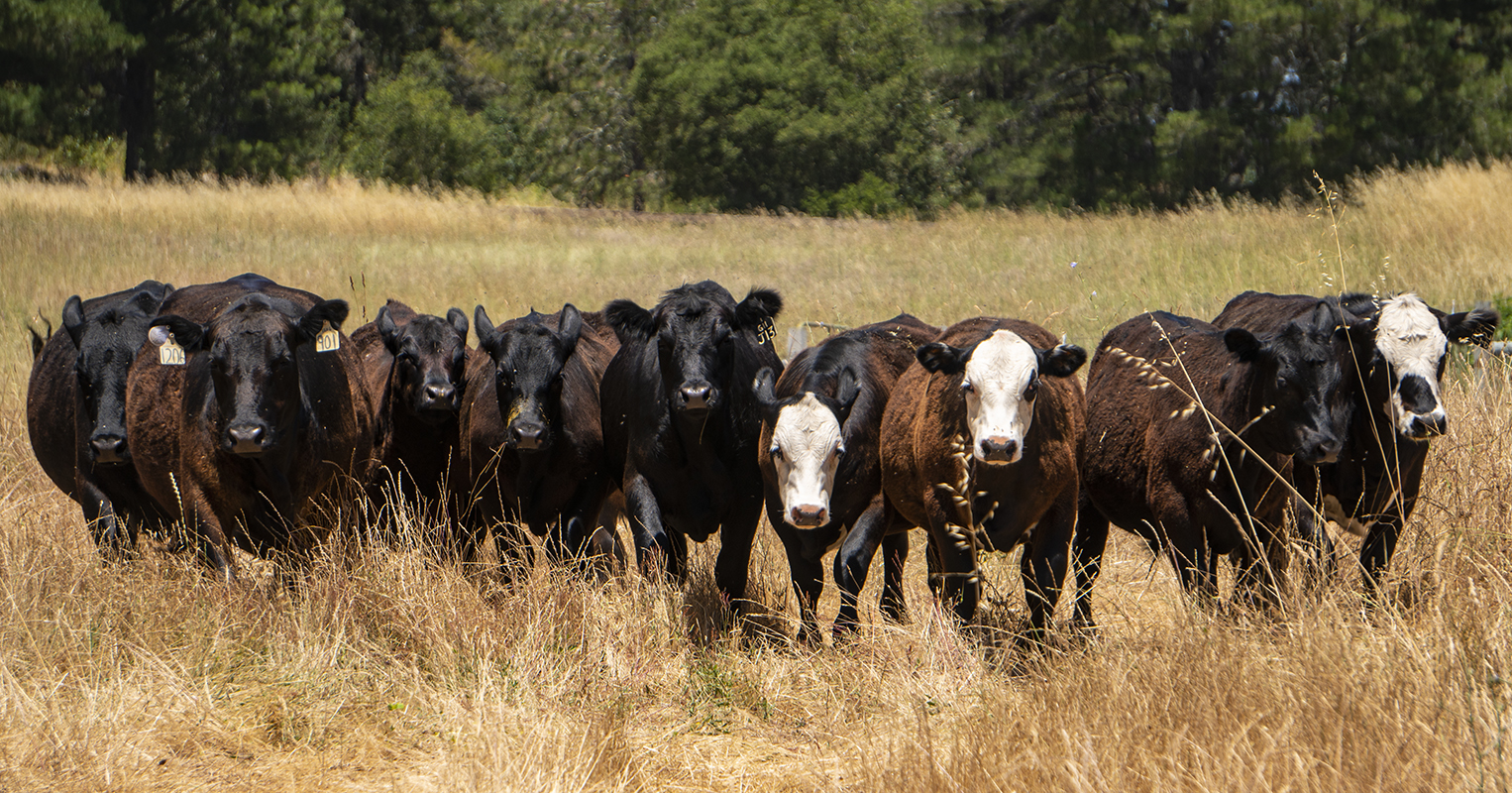 Pasture-raised cattle grazing on green hills at SRJC Shone Farm