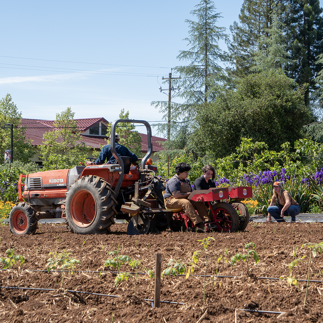 Student transplanting seedlings into garden beds at Shone Farm