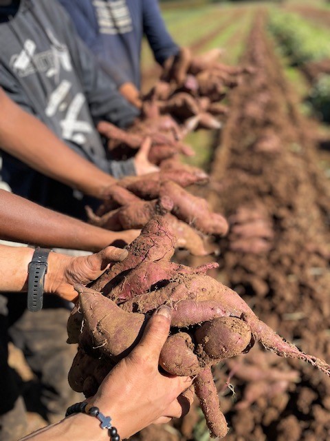 Hands holding freshly harvested sweet potatoes grown at Shone Farm