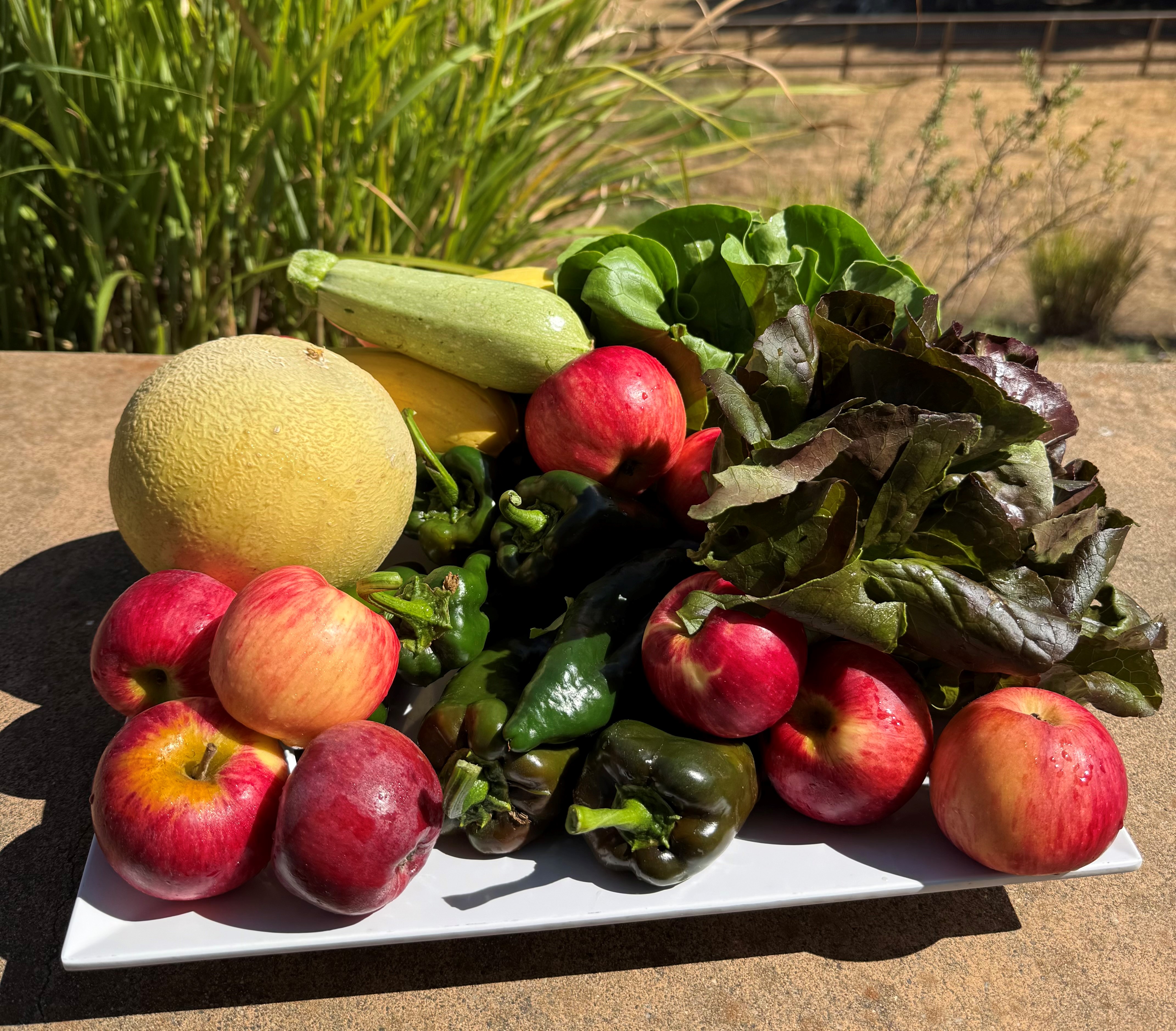 Fresh CSA produce box from Shone Farm with seasonal organic vegetables