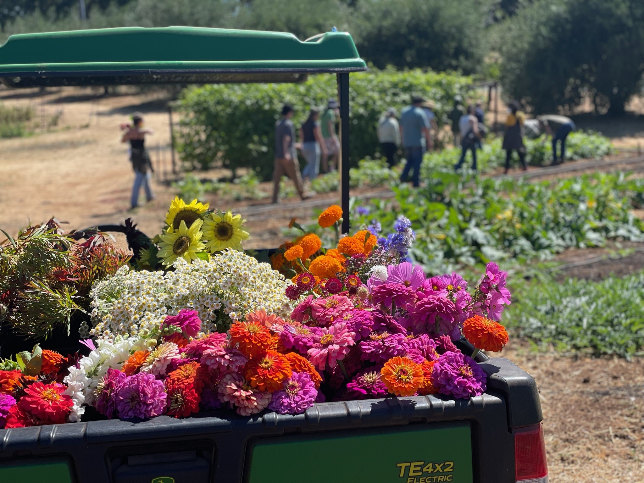 Students transplanting crops in raised beds at SRJC Shone Farm