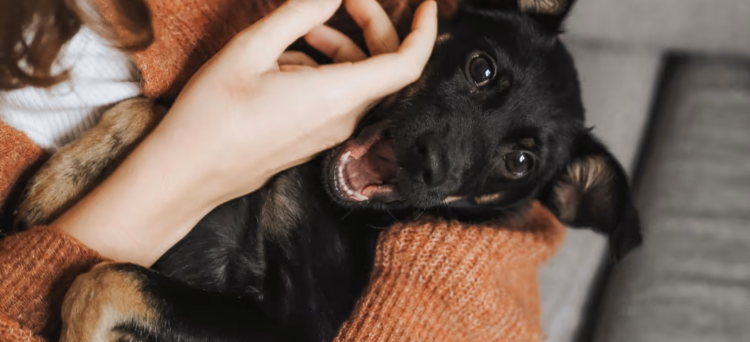 Person in orange sweater cuddling and playing with a happy black and brown dog.