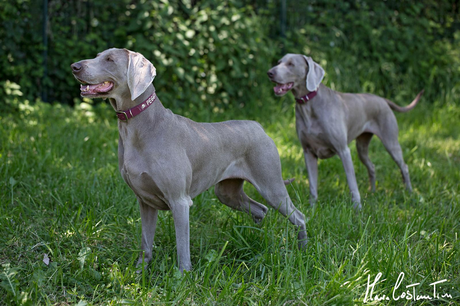Two Weimaraner dogs standing on green grass in a sunlit outdoor area.