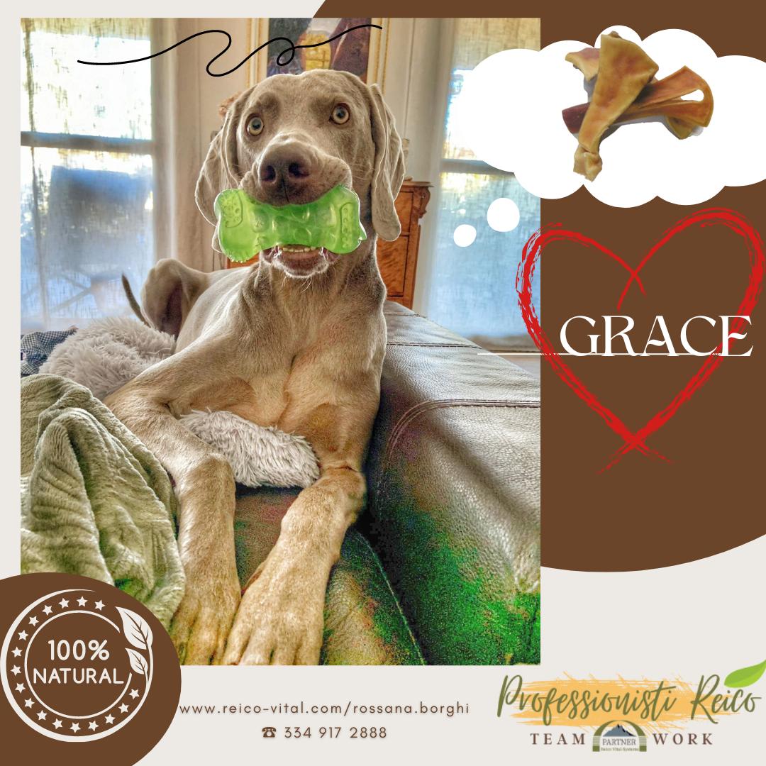 Dog named Grace lying on a couch holding a green bone-shaped chew toy in its mouth, with a thought bubble showing rawhide chews and a heart drawn around the name Grace.