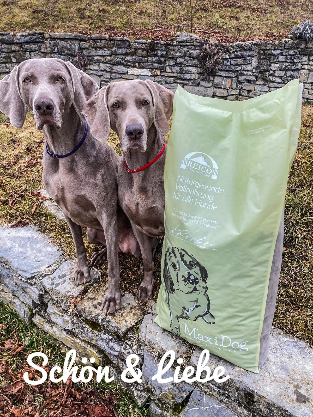 Two Weimaraner dogs sitting on a stone ledge outdoors next to a large green bag of REICO Maxi Dog dog food, with the text 'Schön & liebe' at the bottom.