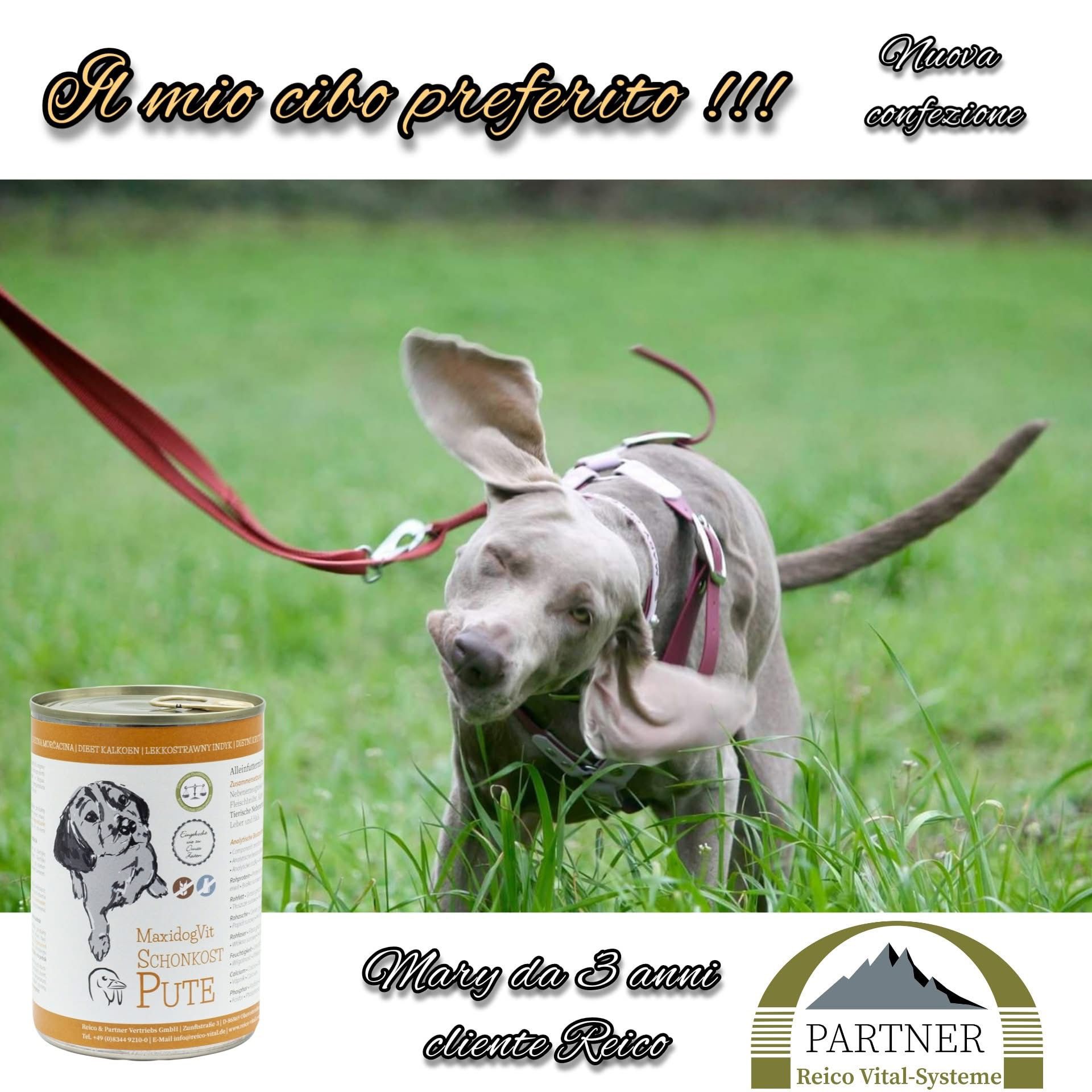 A gray dog shaking its head outdoors on a green grassy field, with a dog food can in the corner and Italian text promoting the food.