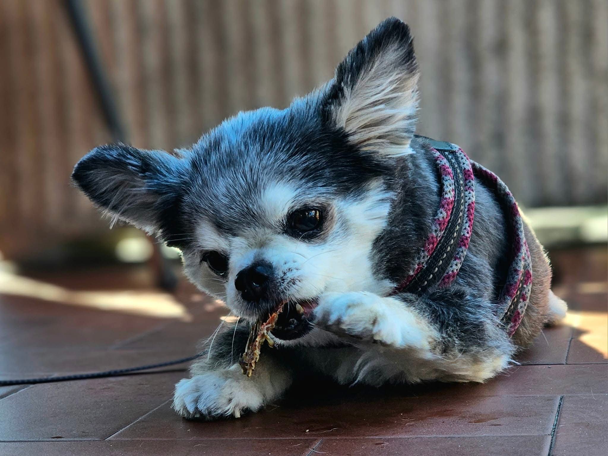 Small black and white Chihuahua chewing on a stick while lying on a tiled floor.