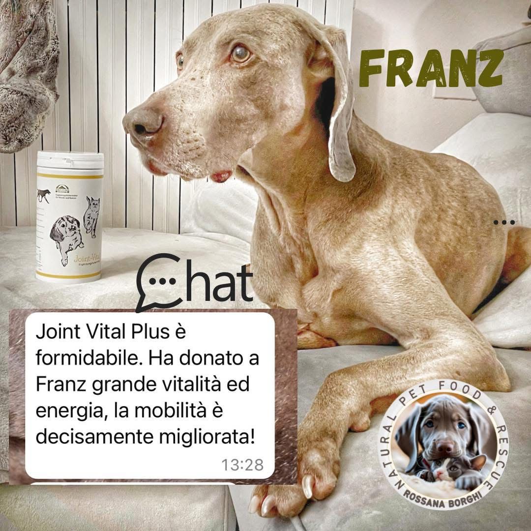 Light brown dog named Franz lying on a couch next to a container of Joint Vital Plus pet supplement, with a message praising its benefits for vitality and mobility.