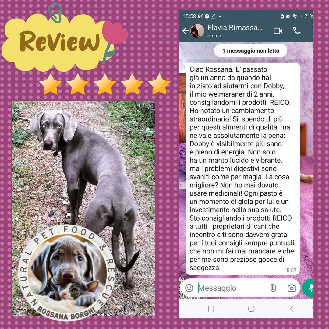Review graphic featuring a Weimaraner dog on a dirt path with a natural pet food and rescue logo, alongside an Italian WhatsApp message praising REICO pet products for improving the dog's health and digestion.