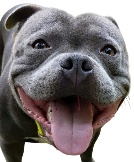 Close-up of a happy gray dog with its tongue out and mouth open.