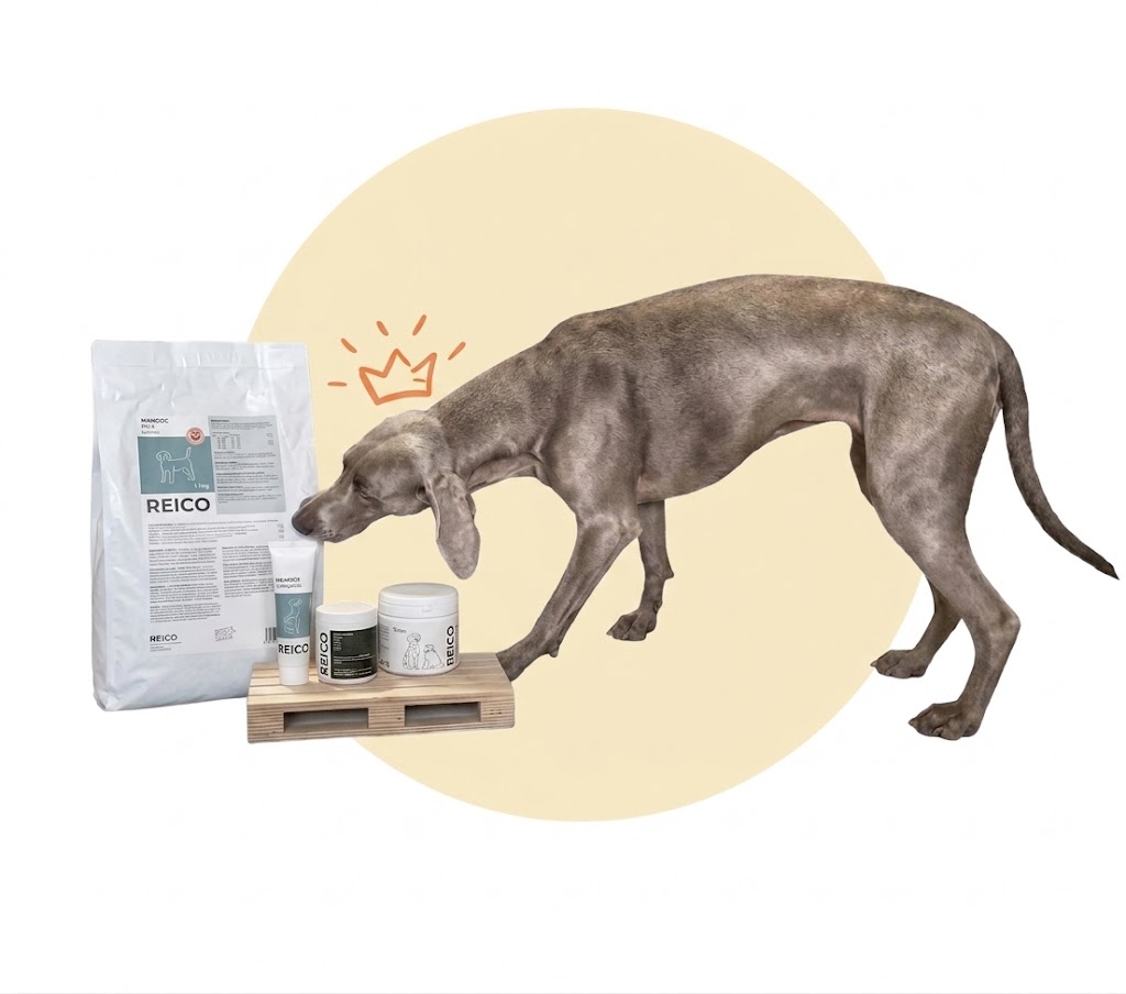 Gray dog sniffing dog care products displayed on a wooden platform, with a yellow circle and an orange crown illustration in the background.