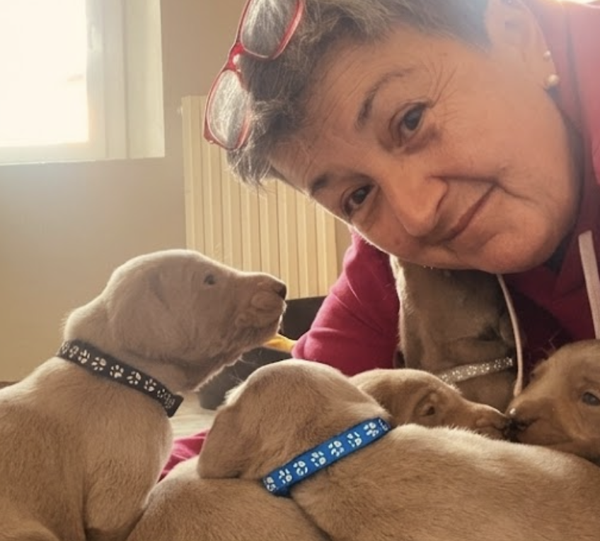 Person with red glasses on head leaning close to a group of light brown puppies with paw print collars indoors.