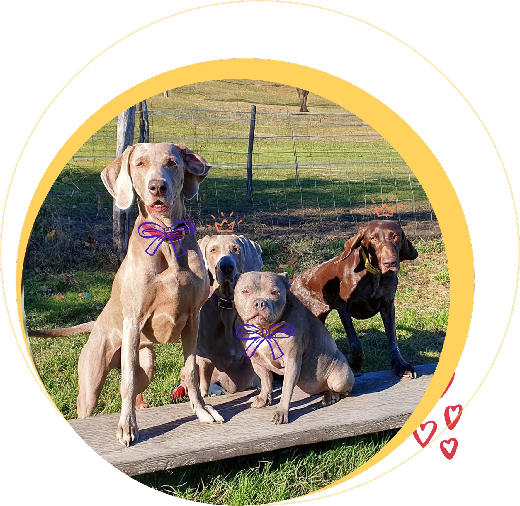 Four dogs sitting outdoors on grass and a wooden plank, enhanced with digital crowns and bow illustrations.
