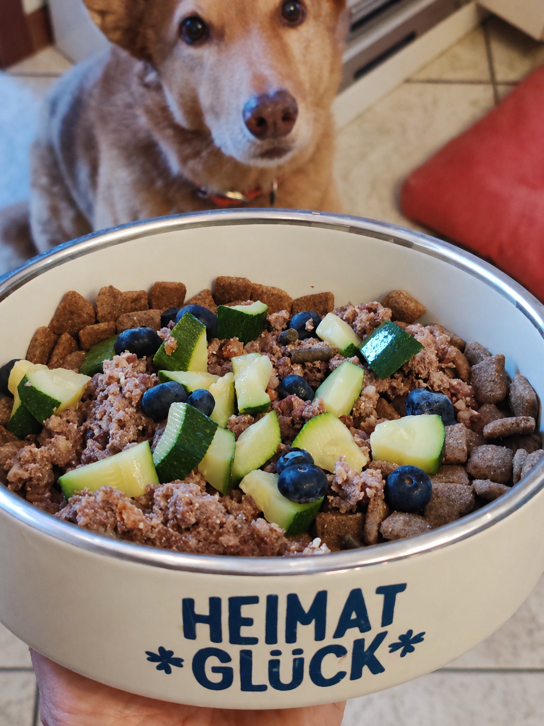 Dog food bowl with kibble, chopped zucchini, blueberries, and minced meat, with a brown dog looking at it in the background.