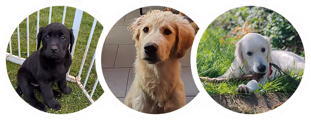 Cani felici clienti di Marco Benny Dog dopo il percorso alimentare