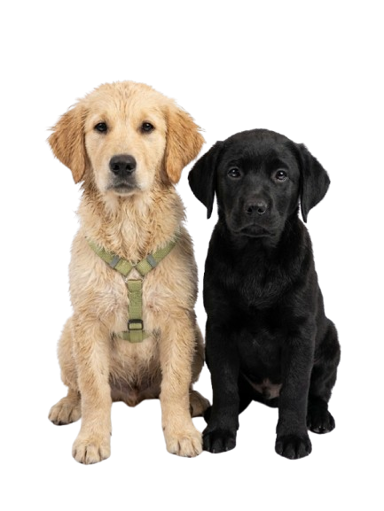 Due cani in salute grazie a un'alimentazione naturale ed equilibrata