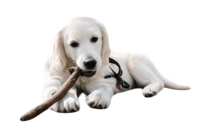 White puppy chewing on a large stick while lying down.
