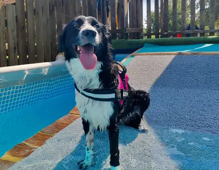 Lea, cane felice dopo il miglioramento dell’alimentazione naturale con Marco Benny Dog