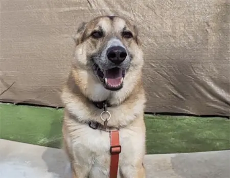 Cane in salute e soddisfatto dopo il percorso nutrizionale personalizzato
