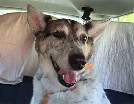 Cane felice e in forma grazie alla consulenza alimentare Marco Benny Dog