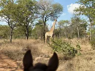 A giraffe seen between a horse’s ears in Greater Kruger.
