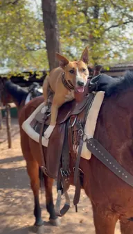 A dog sitting on a saddled horse at the stables.