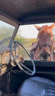 A horse stopping by an open safari vehicle.