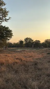 An antelope in the grass at dusk.