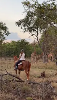 A rider meets giraffes along a reserve trail.